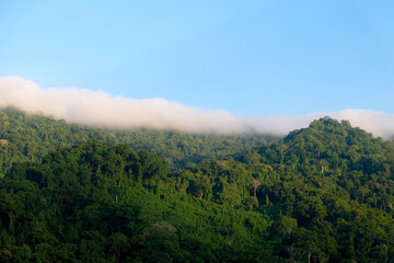 View ofvast rainforest with dense green trees on remote wilderness tropical island of Bougainville, Papua New Guinea, low hanging white clouds over forest and blue sky in the tropics of Melanesia  - obrazy, fototapety, plakaty