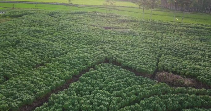 Organic Cassava plantation. 4K Aerial view. Agricultural food concept.