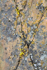 Closeup of yellow flowers in a crack at seashore on a island.