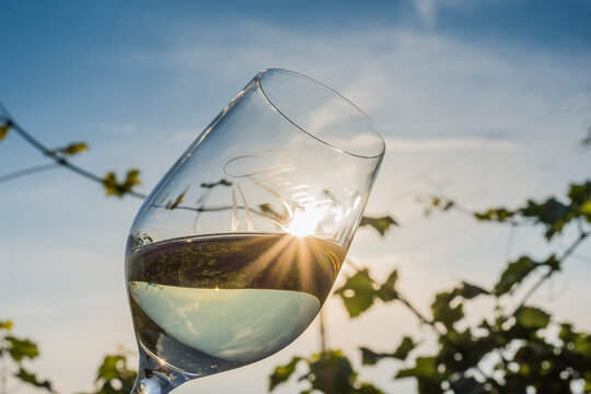 Hungarian White Wine In Nature