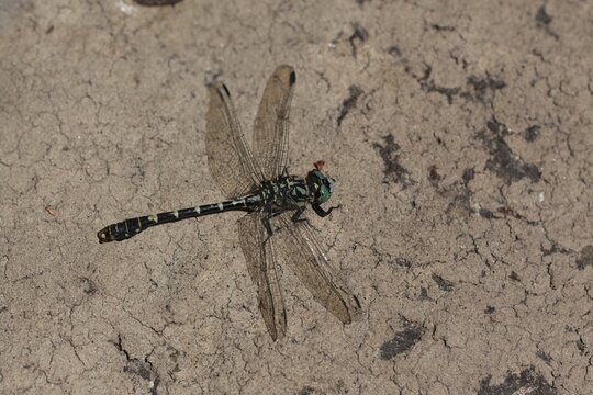 Closeup of a green-eyed hook-tailed dragonfly (Onychogomphus forcipatus) on the ground.