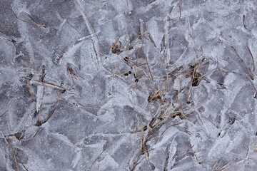 Closeup of pine needles on a frozen ground in winter.