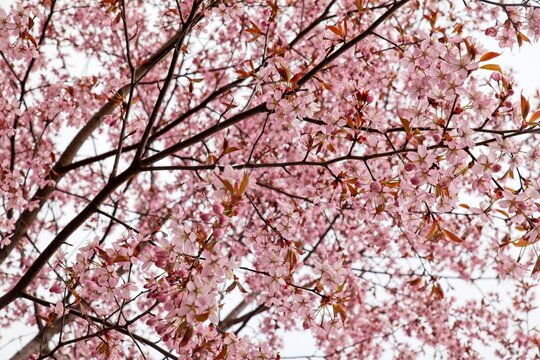 Closeup of a blooming cherry tree branches.