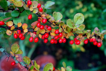 Barberry  branch, fresh ripe berries Berberis thunbergii. Red ripe barberry on a branch.