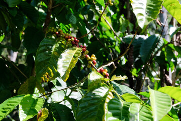 Mixed red and green, ripe and unripe, coffee cherry growing on coffee plant on a coffee farm in...