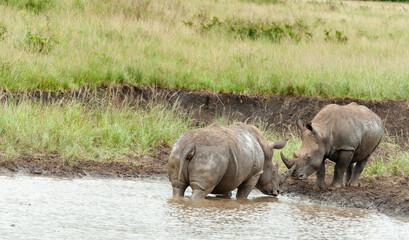 White Rhino mother and calf, baby at a waterhole