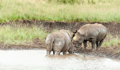 White Rhino mother and calf, baby at a waterhole