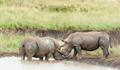 Fototapeta premium White Rhino mother and calf, baby at a waterhole