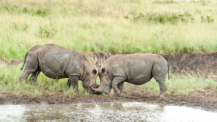 Fototapeta premium White Rhino mother and calf, baby at a waterhole