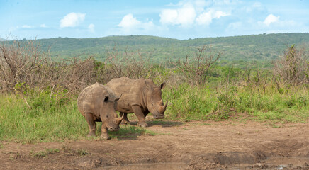 Obraz premium White Rhino