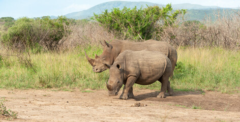 Fototapeta premium White Rhino