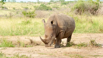 Foto op Plexiglas White Rhino © Matthew