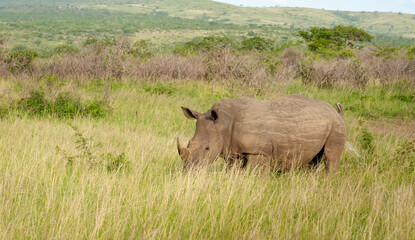 Obraz premium Solitary White Rhino 