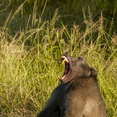Baboon male showing his teeth in anger