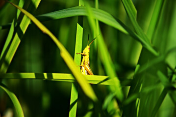 grasshopper sits on a green blade of grass in the middle of a bright sunny day.