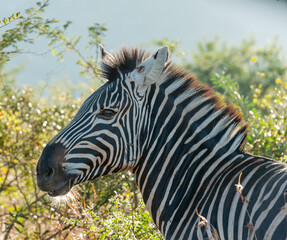 Early morning head profile of a zebra