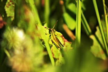 grasshopper sits on a green blade of grass in the middle of a bright sunny day.
