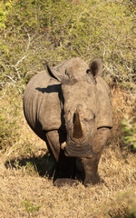 Fototapeta premium White Rhino in the late afternoon sun