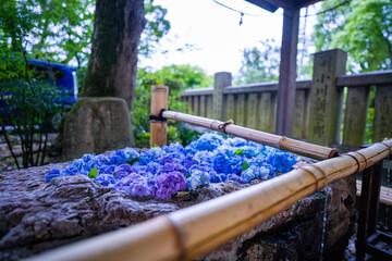 紫陽花と水