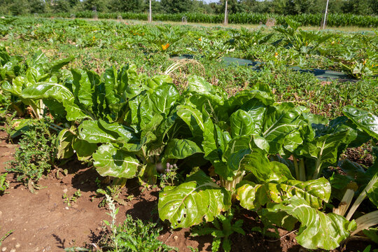 Au potager - rang de blettes multicolore dans un potager biologique