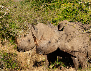 White Rhino in the late afternoon sun