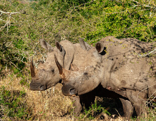 Fototapeta premium White Rhino in the late afternoon sun