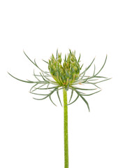 Wild carrot isolated on white background, Daucus carota