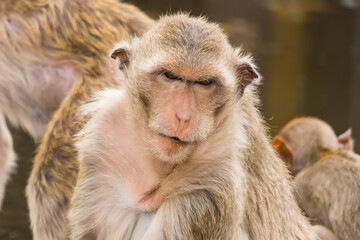 Thailand Lopburi Monkey at lopburi Thaialnd.