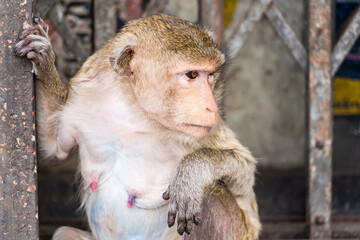 Thailand Lopburi Monkey at lopburi Thaialnd.
