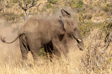 Obraz na płótnie Canvas African elephant having a dust bath