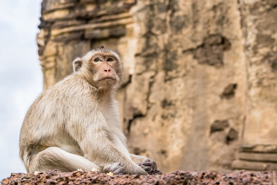 Thailand Lopburi Monkey at lopburi Thaialnd.