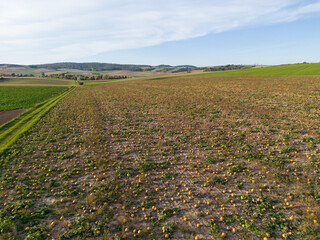 Aerial View of a Pumpkin field in Autumn in Lower Austria