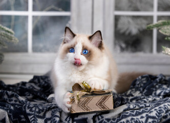 cat white ragdoll with blue eyes playing with a Christmas present in a box