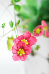 Blooming strawberries with pink flowers close up on background of white table and green leaves in studio, flowering berries plant, copy space 