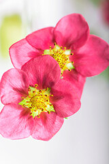 Pink flowers of strawberries close up on background of white table in studio, flowering berries plant, macro photography 