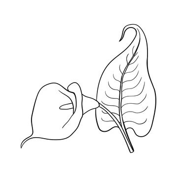 Calla flower with leaf. Simple linear calla bud.