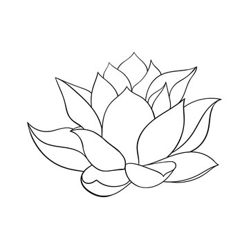 Lotus flower big bud. simple drawing of a lotus with curved petals.