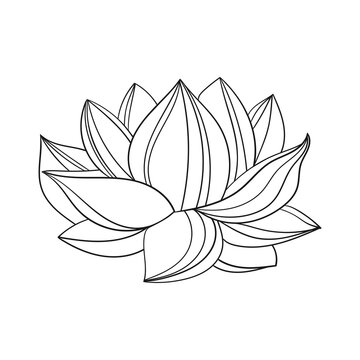 Lotus flower is a large open bud. simple drawing of a lotus with curved petals.