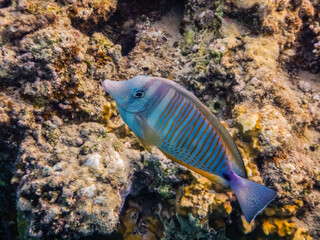 salfin tang fish at the coral reef in egypt