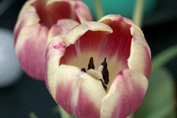 Close-up of a tulip bud in the park in the spring.