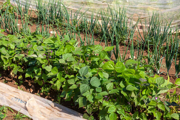 Au potager - rang d'haricots vert et d'oignons en pleine terre en culture biologique