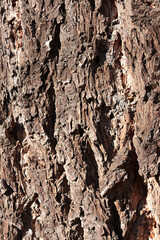 Close-up of the texture of the bark of the tree in the forest, the background of the tree.