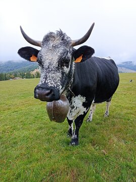 Vache de race vosgienne dans les p&acirc;turages de Fellering, pr&egrave;s de la route des cr&ecirc;tes et du Markstein (Massif des Vosges, Alsace, Haut-Rhin, France)