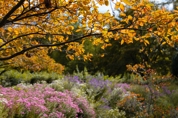 Herbstlicher Garten mit gelben Blättern und bunten Blumen