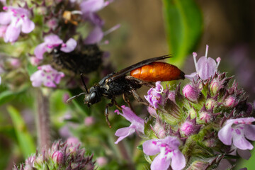 Closeup of nice red colored cleptoparasite bloodbee , Sphecodes albilabris