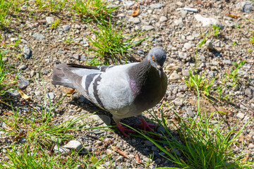 Fototapeta premium Pigeon on grass. Poultry and plants. City pigeon in park. One bird