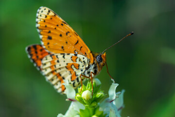 Glanville Fritillary, Melitaea cinxia, butterfly and spring wildflowers