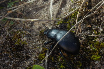 Obraz premium Bloody Nosed Beetle, Blood Spewer Beetle, Blood Spewing Beetle, Timarcha tenebricosa