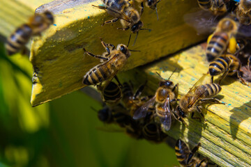 A lot of bees returning to bee hive and entering beehive with collected floral nectar and flower...