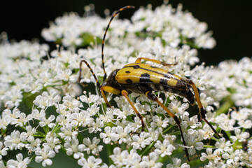 Closeup on a Spotted longhorn beetle, Leptura maculata on the white flower of a Wild carrot, Daucus carota